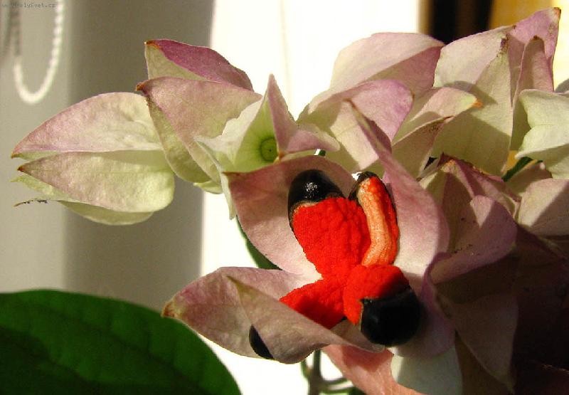 Foto: urodilo se semínko